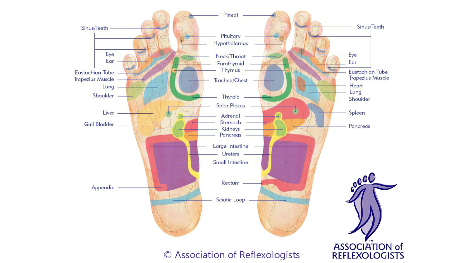 Reflexology Foot Map AoR
