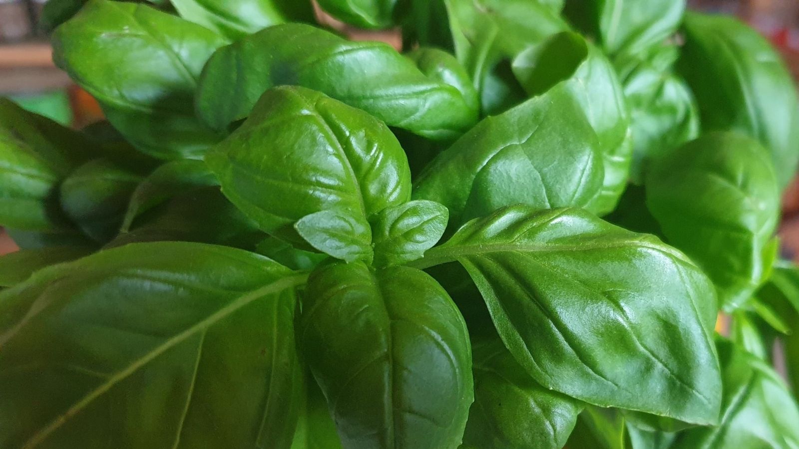 Basil Essential Oil – Cheerful, Uplifting and great for clearing the mind!