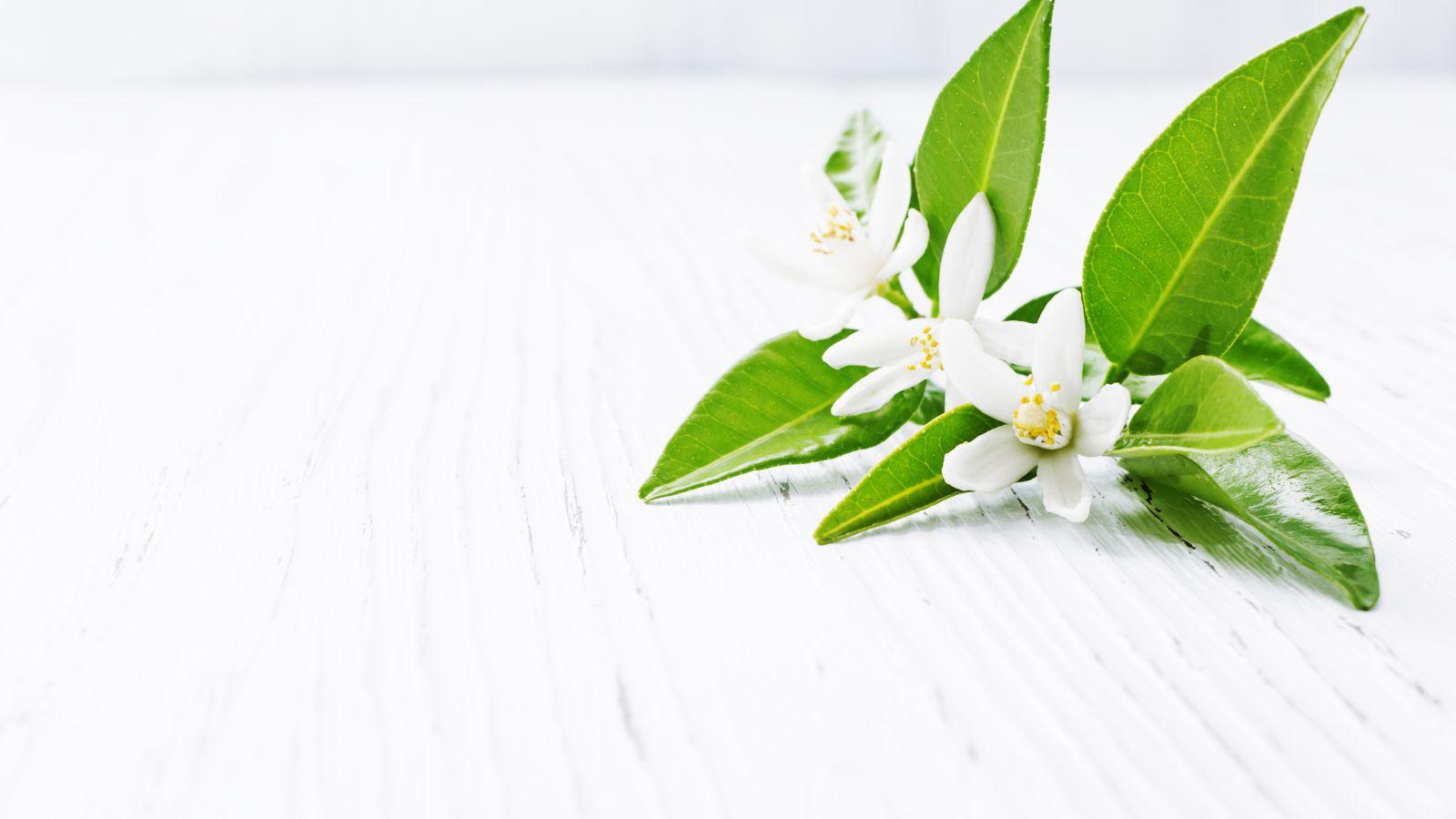 favourite essential oils neroli. image of a neroli clipping on a white background with green leaves and white flowers