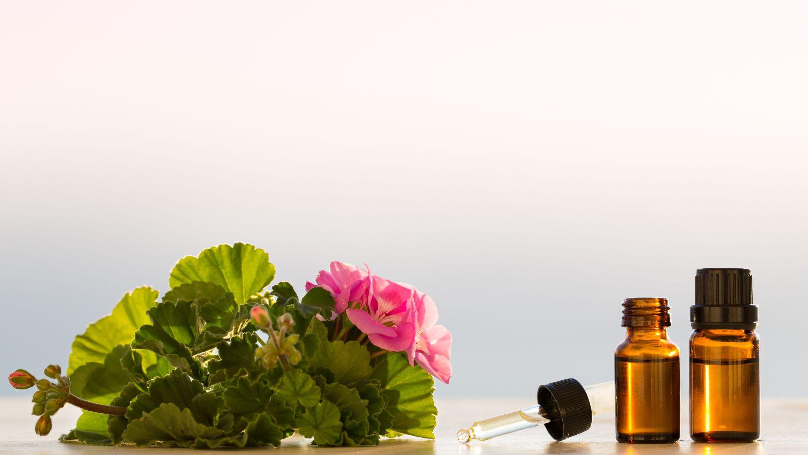 image of geranium flowers next to some geranium essential oil bottles