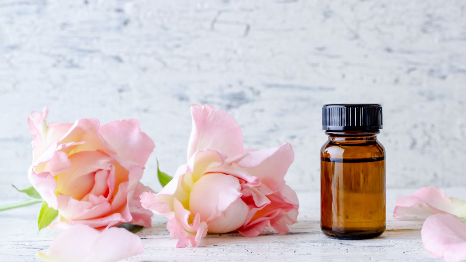 Uses and Benefits of Rose essential oil - image of two pink roses on a pale blue background with a bottle of rose essential oil next to it