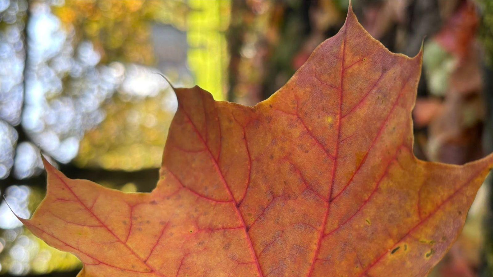 autumn leaf big leaf with rusty colours and a leafy background